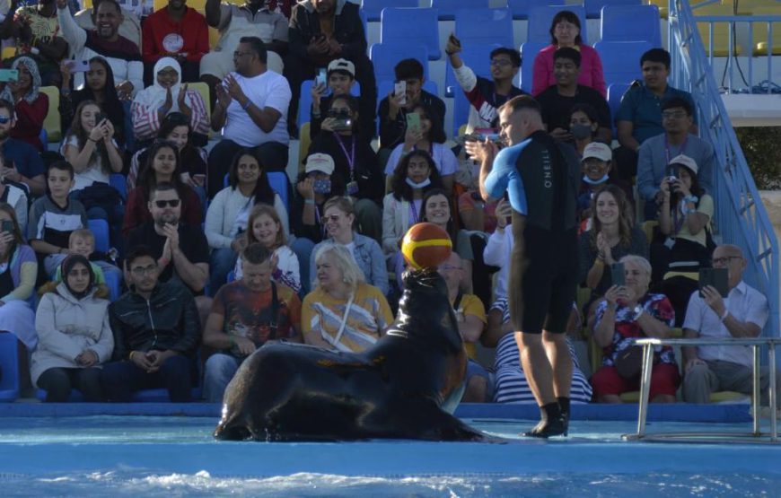 Dolphin show