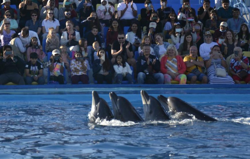 Dolphin show