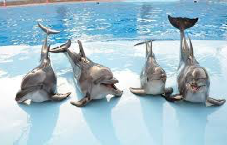 Dolphin show