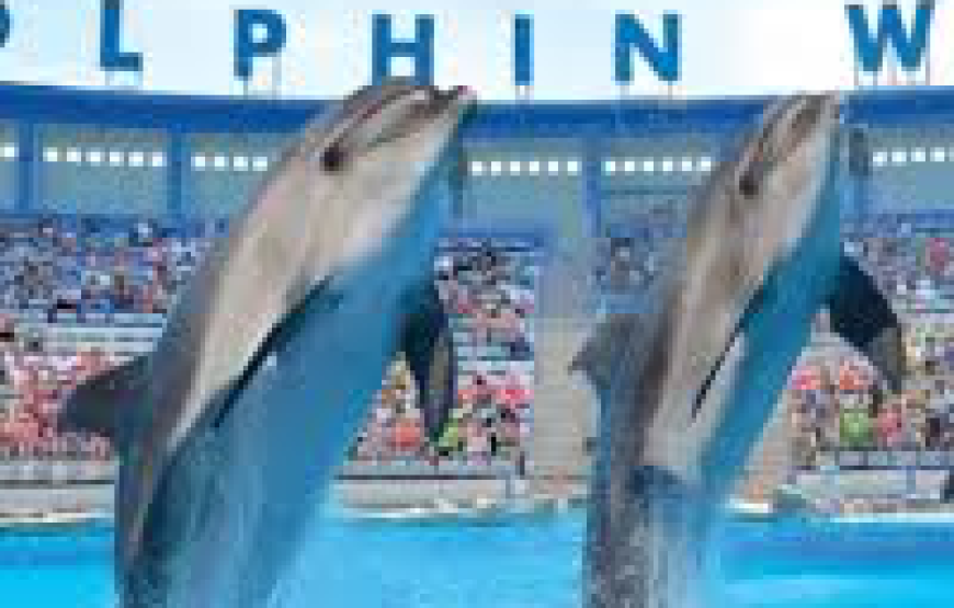 Dolphin show