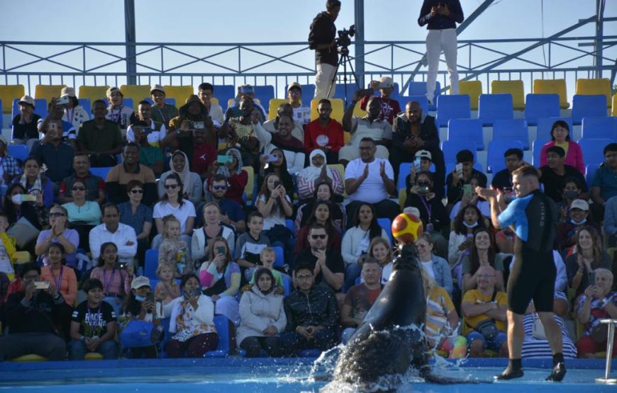 Dolphin show