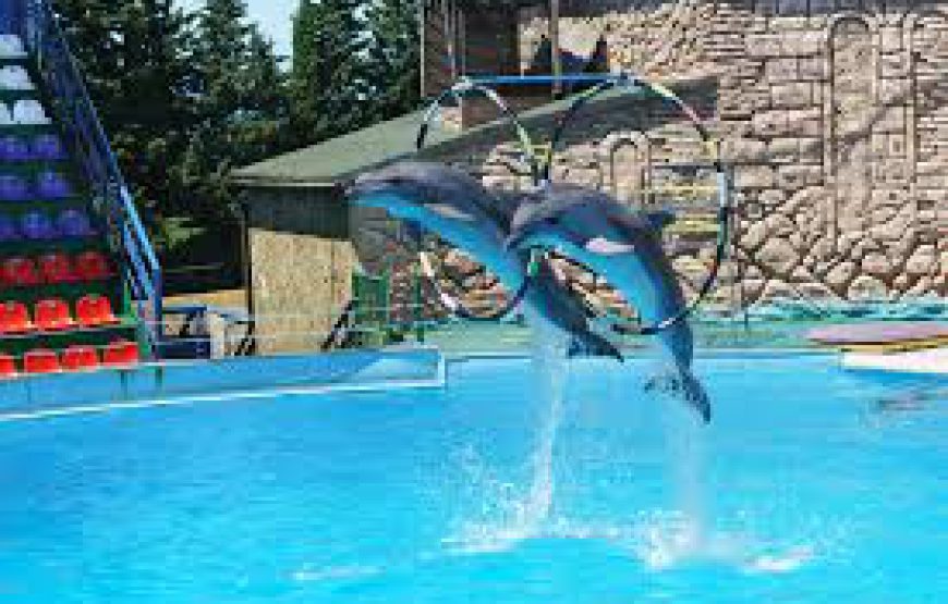 Dolphin show