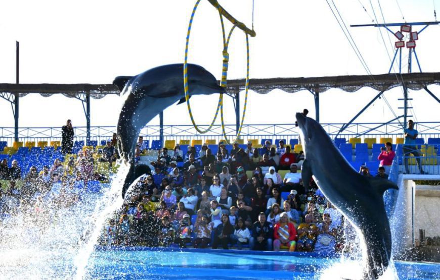 Dolphin show