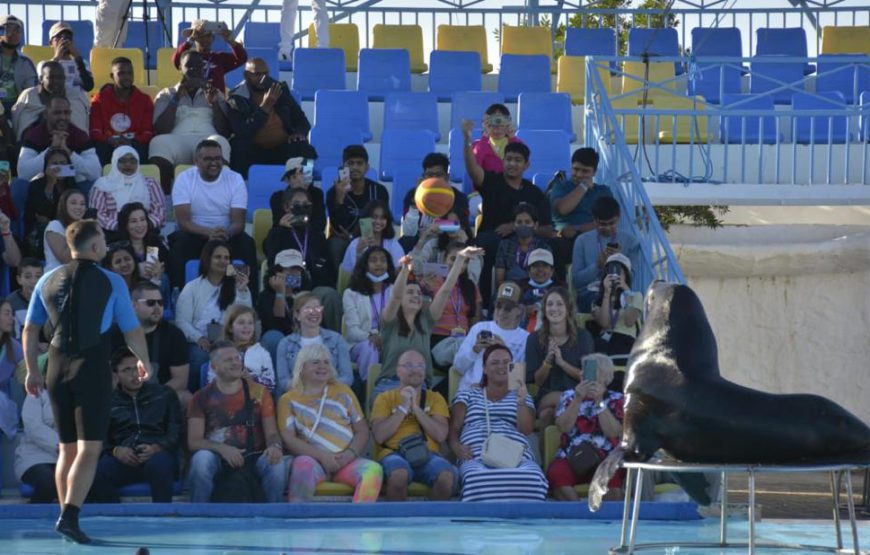 Dolphin show