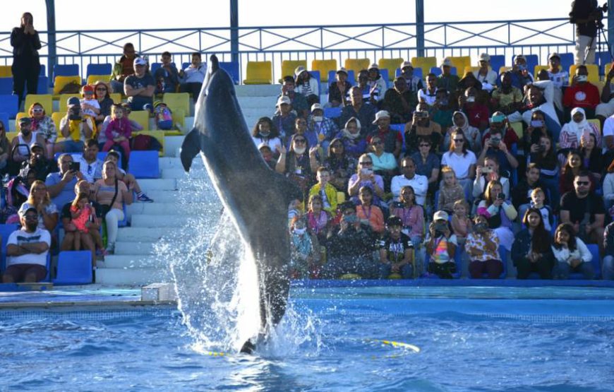 Dolphin show