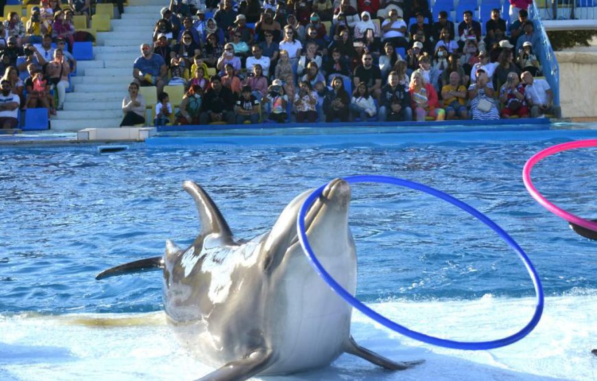 Dolphin show