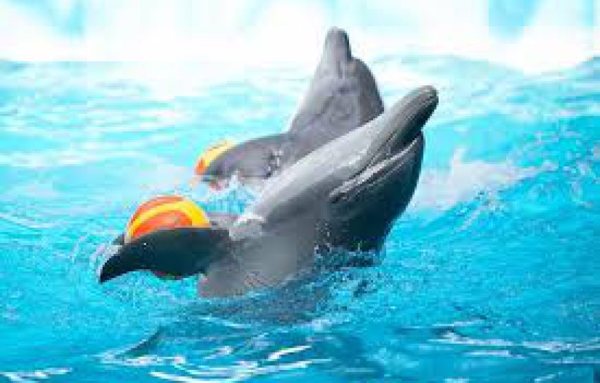 Dolphin show