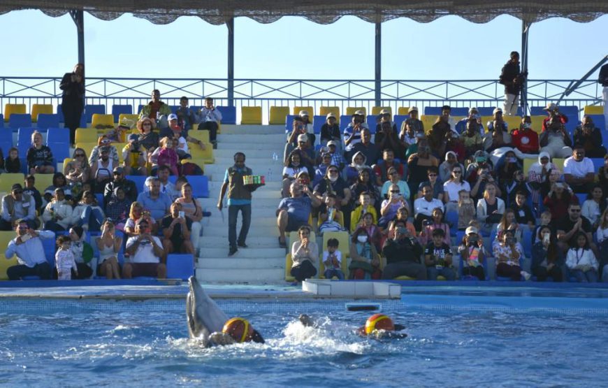 Dolphin show