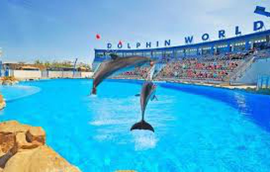 Dolphin show