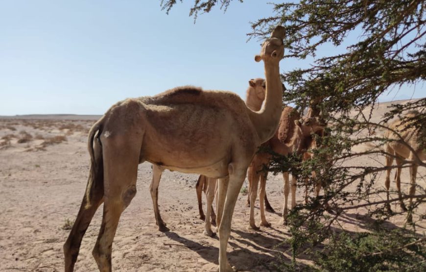 Safari by Quad Bike & Camel Ride